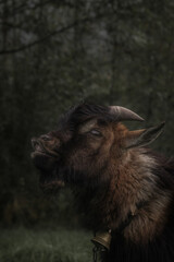 Goat II
