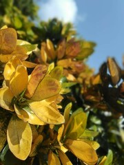 yellow autumn leaves