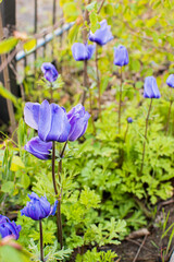 Dunkelblaue Anemonen