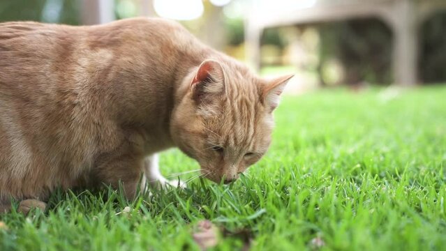 Domestic Tabby Cat Sniffing On Green Lawn At The Backyard. Close Up