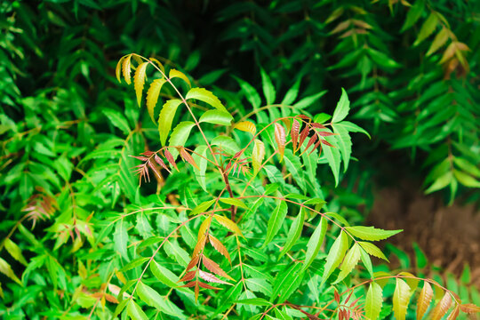 Neem beautiful leave or leaf with selective focus,ayurvedic nim or herbal,skin problem remove neem,