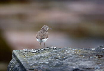 Common sandpiper perched on a dry stone wall