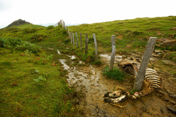 Obraz premium Collado de Arlutxe.Sendero de gran recorrido GR11.Baztan.Cordillera pirenaica.Navarra.España.