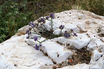 Green plants and flowers grow on stones