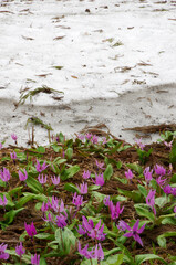  雪解け初春に咲きほこるカタクリの花