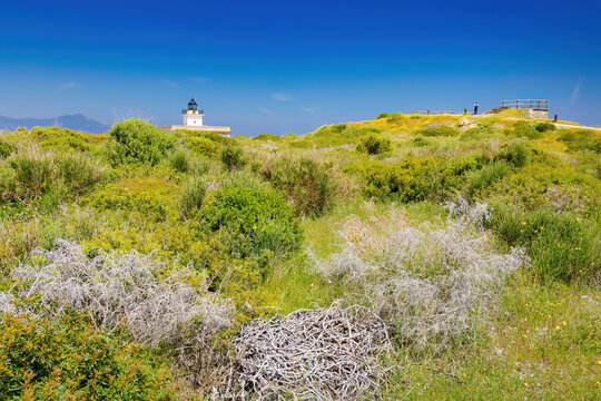 In spring the bushes on the cliffs are covered with flowers on the coastal path from Port of Selva to Llan&ccedil;a. Costa Brava, Catalonia, Spain