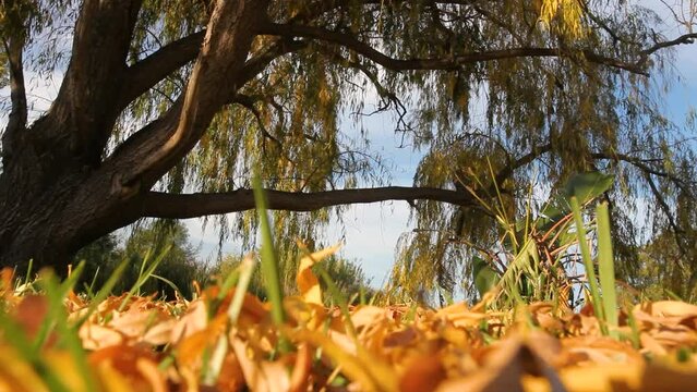 Ground level Autumn willow footage of leaves falling from the tree.