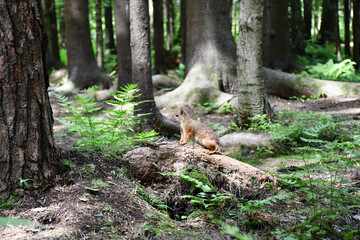 Naklejka na ściany i meble A red squirrel stands near the trees in the forest
