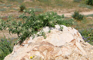 Obraz premium Green plants and flowers grow on stones