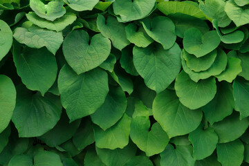 Kirkazon large-leaved. Large leaves. Photo of nature.