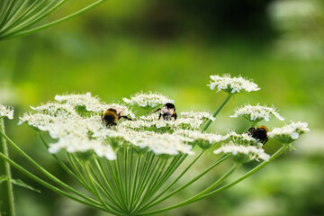Hogweed common growing in the garden. Photo of nature.