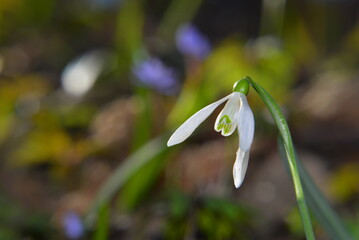 snowdrops in early spring