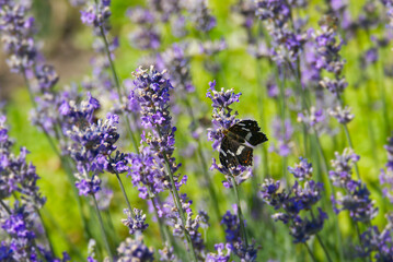 Map butterfly (Araschnia levana) with open wings sitting on lavender in Zurich, Switzerland