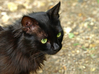 Black cat head with big green eyes. Dust kitty. Beautiful and graceful green-eyed cat in a collar...