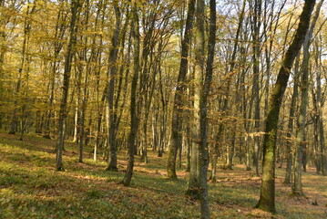 Fototapeta na wymiar Autumn in Transylvania Beechwood 