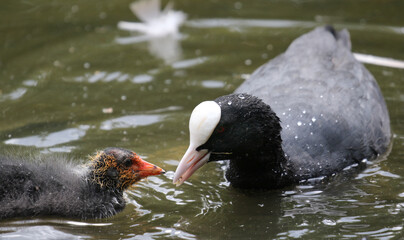 Eurasian coot feeding chick, London, United Kingdom