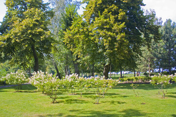 Fototapeta na wymiar Park in Mezhyhirya (former ex-president residence of President Yanukovych) in Kyiv region, Ukraine