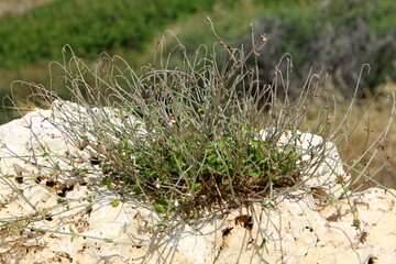 Green plants and flowers grow on stones