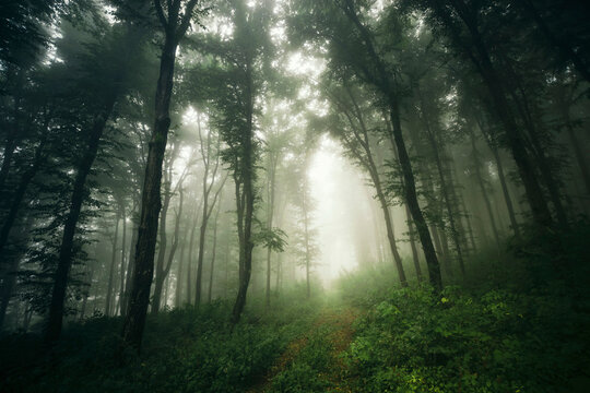 green forest with lush vegetation in fog, fantasy landscape