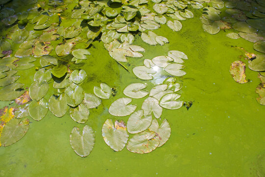  Background with leafs of lotus (Nymphaea nouchali)