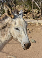 Cute South American Provence Donkey in Nature