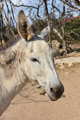 Wild Provence Burro in Dry Arid Aruba