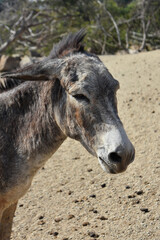 Fototapeta premium Wild Donkey with a Mohawk in Aruba
