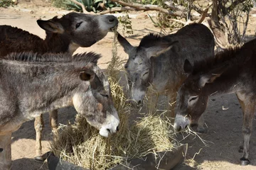Fototapeten Esel Herd of Donkeys Eating a Big Pile of Hay  © dejavudesigns
