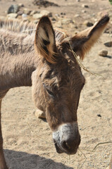 Fototapeta premium Fluffy Brown Donkey with Hay on His Ear
