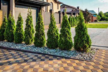 Decorative green thuja are planted in a row
