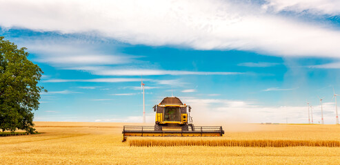 Combine Harvester Cutting Wheat, Tractor with Trailers on the Horizon. modern combine harvester...