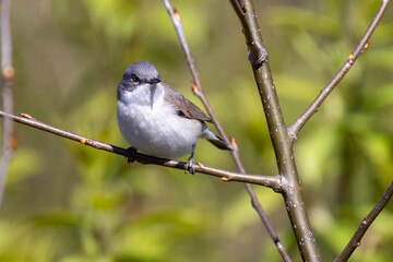 Lesser Whitethroat
