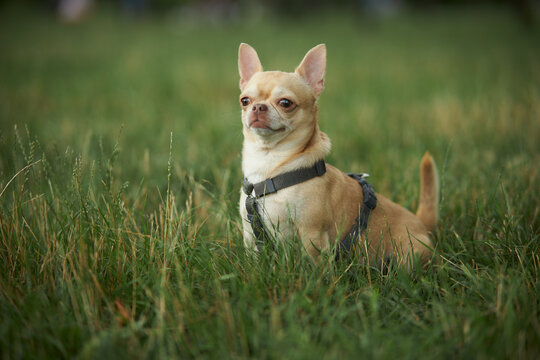 chihuahua walks on the green grass. Red smooth-haired dog of the Chihuahua breed walks and sits on the green grass in summer. Close-up portrait of a chihuahua