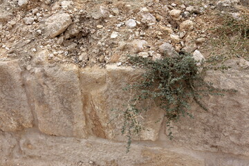 Green plants and flowers grow on stones