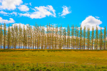 Fototapeta na wymiar Beautiful summer landscape with trees on a row with summer clouds - Iceland
