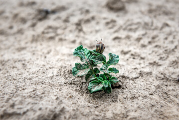 Potato bug on the plant