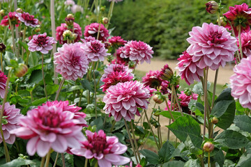 Dahlia 'Creme de Cassis' in flower.