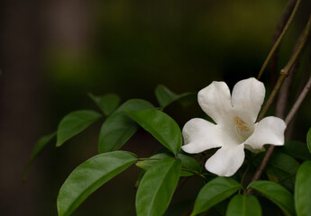 Nyctocalos brunfelsiiflorum Teijsm flower on nature background.