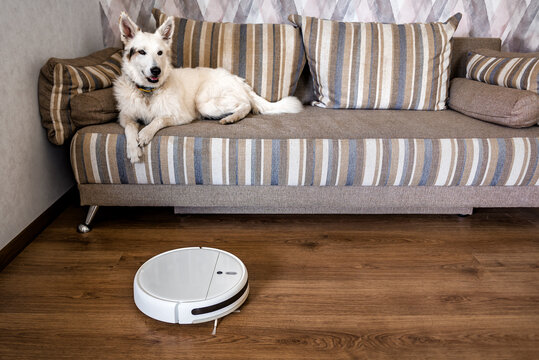 Robotic vacuum cleaner on laminate wood floor. Smart cleaning technology. White dog