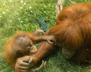 Mały orangutan przytula się do mamy