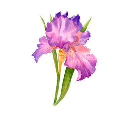 Delicate watercolor flower. Purple iris. Women's Day. Mom s day. beautiful plants, floral design, botanical illustration. For greeting card, wedding invitation, interior