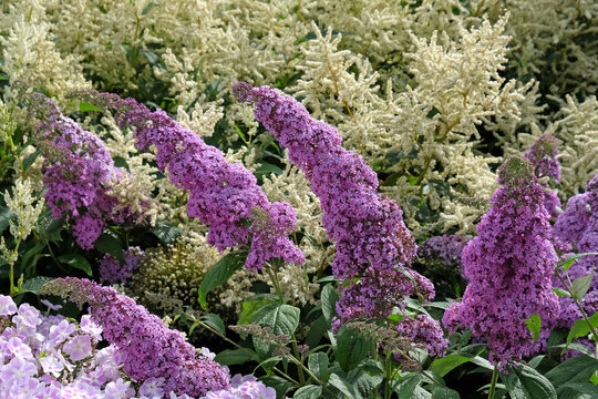 Purple Buddleja butterfly bush in flower.