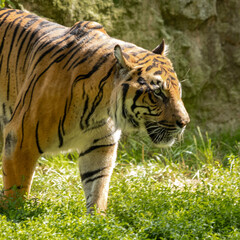 Wielki tygrys znalazł nowy cel i obserwuje go bacznie - obrazy, fototapety, plakaty
