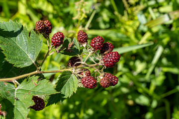 Blackberries on the bush, Macro, Closeup, Sang luscious red blackberry