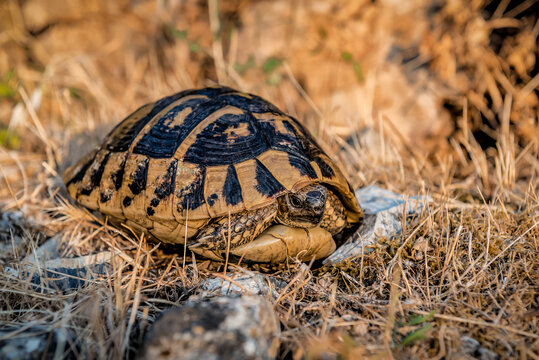 Wild turtle resting on the grass