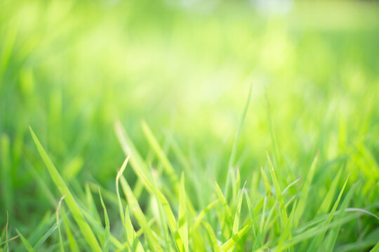 Blur image of green grass with light.
