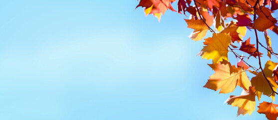 autumn colored maple tree branch at the edge of an empty sunny blue sky, yellow and orange bright...