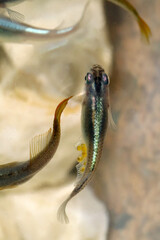 Black and shinny rainbow colored  Japanese aquarium incubated Rice fish 