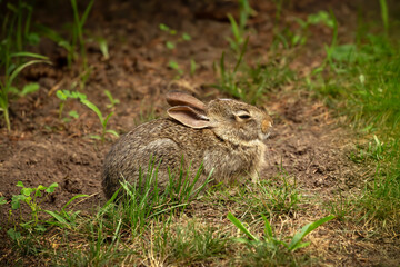 The eastern cottontail (Sylvilagus floridanus). Wild Rabbit on the meadow .