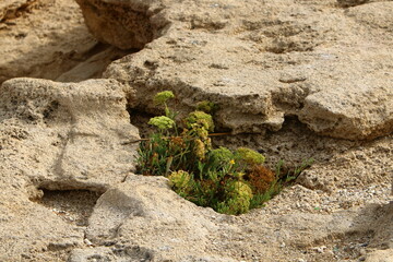 Green plants and flowers grow on stones